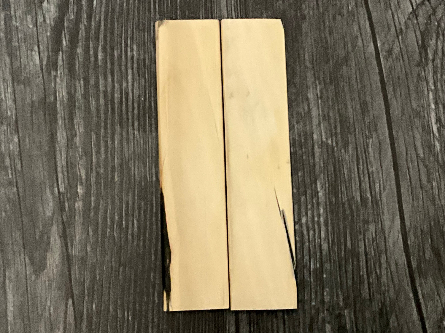 Antler, Horn, Mammoth